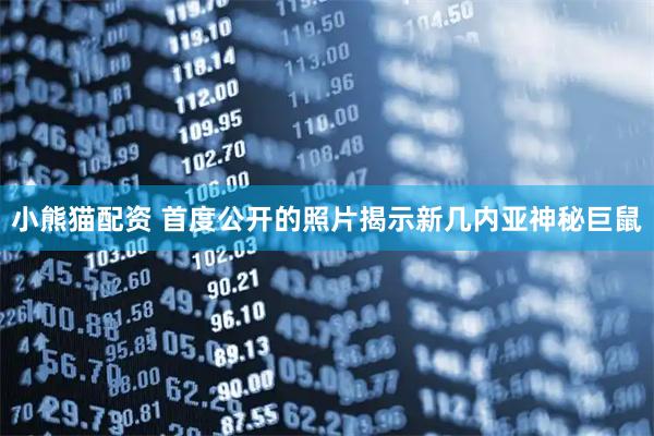小熊猫配资 首度公开的照片揭示新几内亚神秘巨鼠